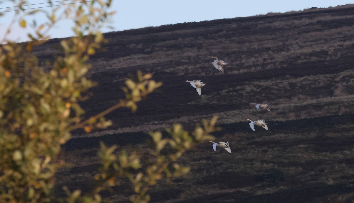 Whooper Swan - ML644796856