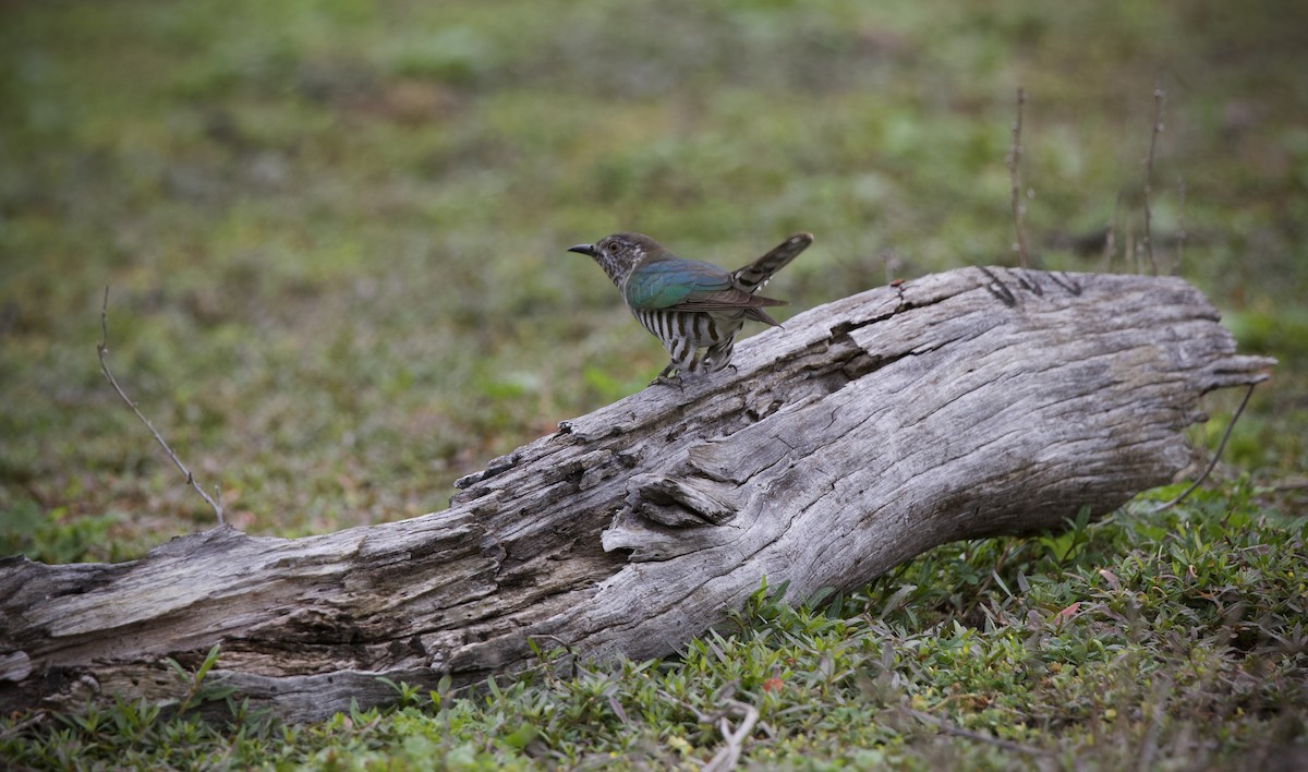 Shining Bronze-Cuckoo - ML644796857