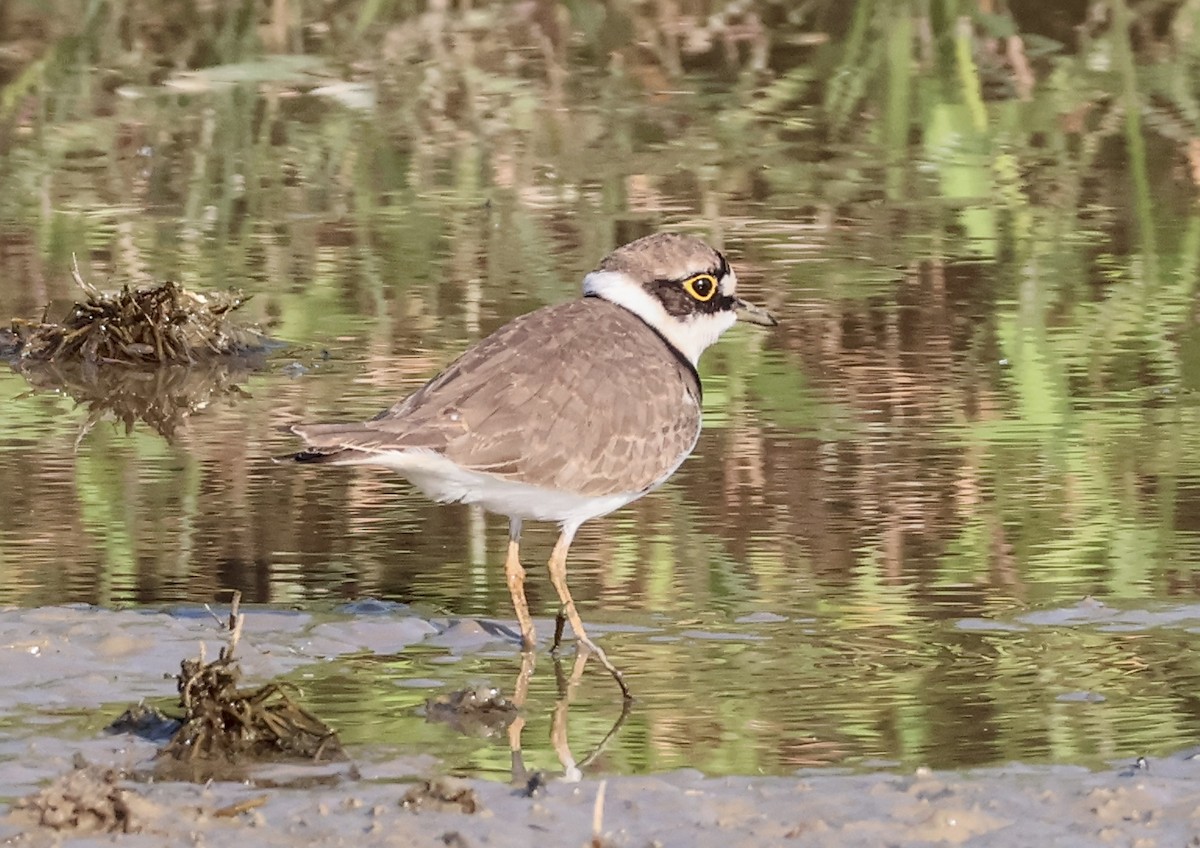 Little Ringed Plover - ML644796859