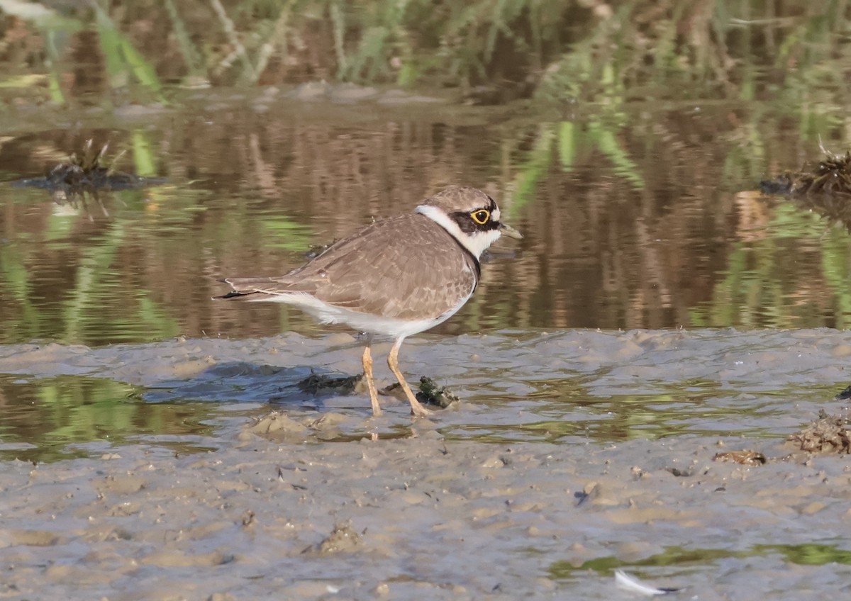 Little Ringed Plover - ML644796860