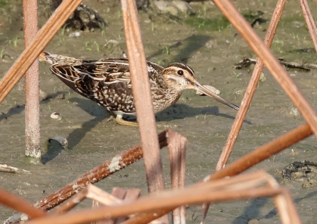 Common Snipe - ML644796861