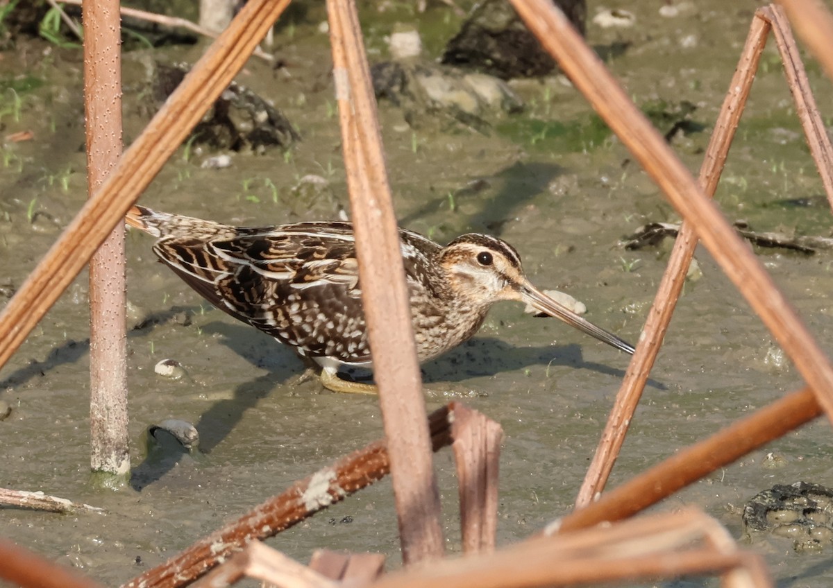 Common Snipe - ML644796862
