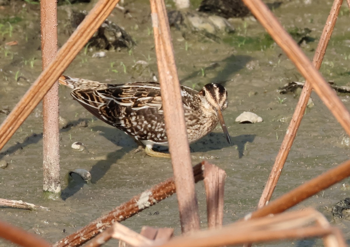 Common Snipe - ML644796863