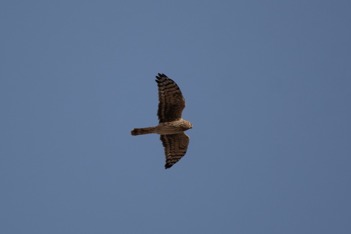 Hen Harrier - ML644796867
