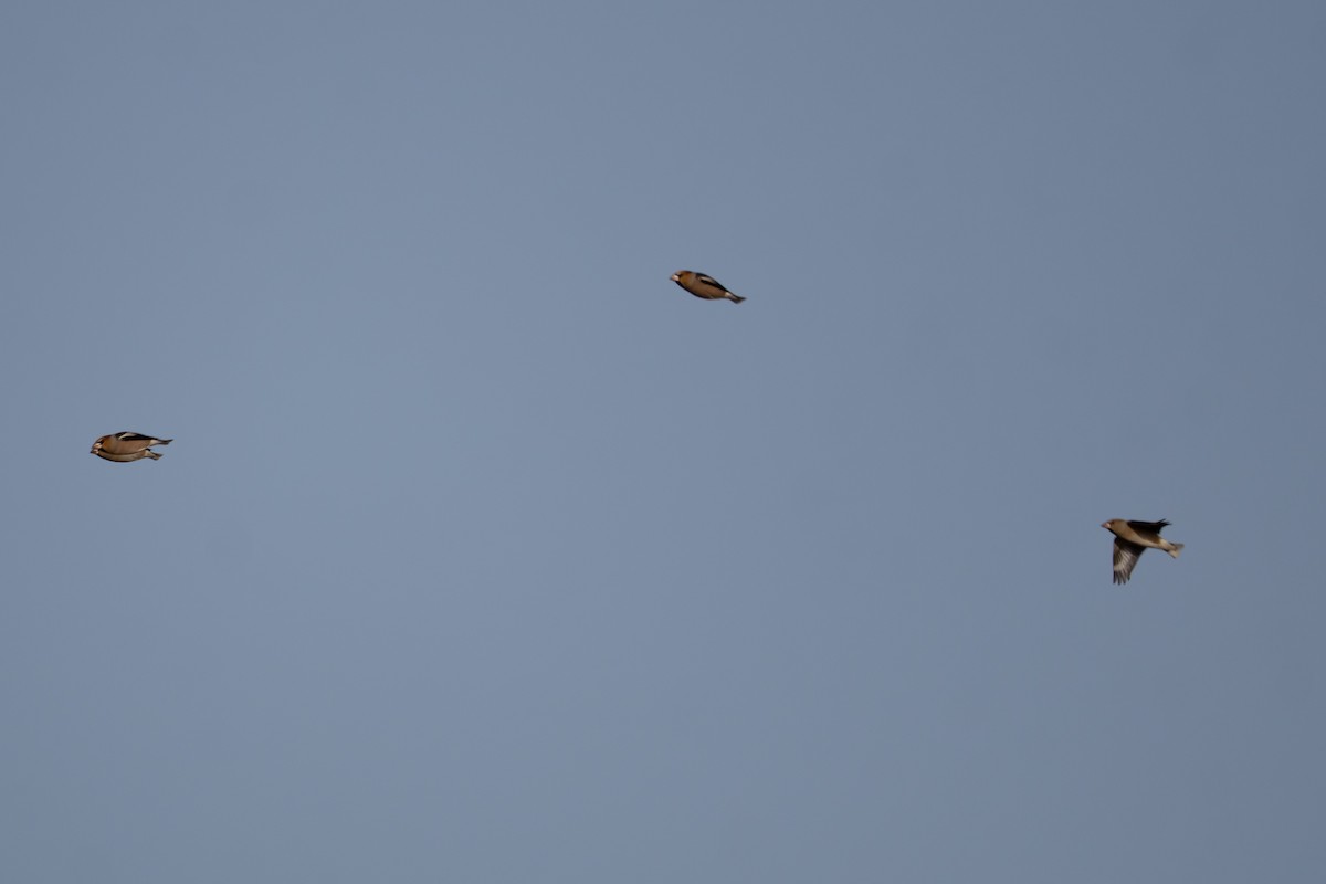 Hawfinch - ML644796872