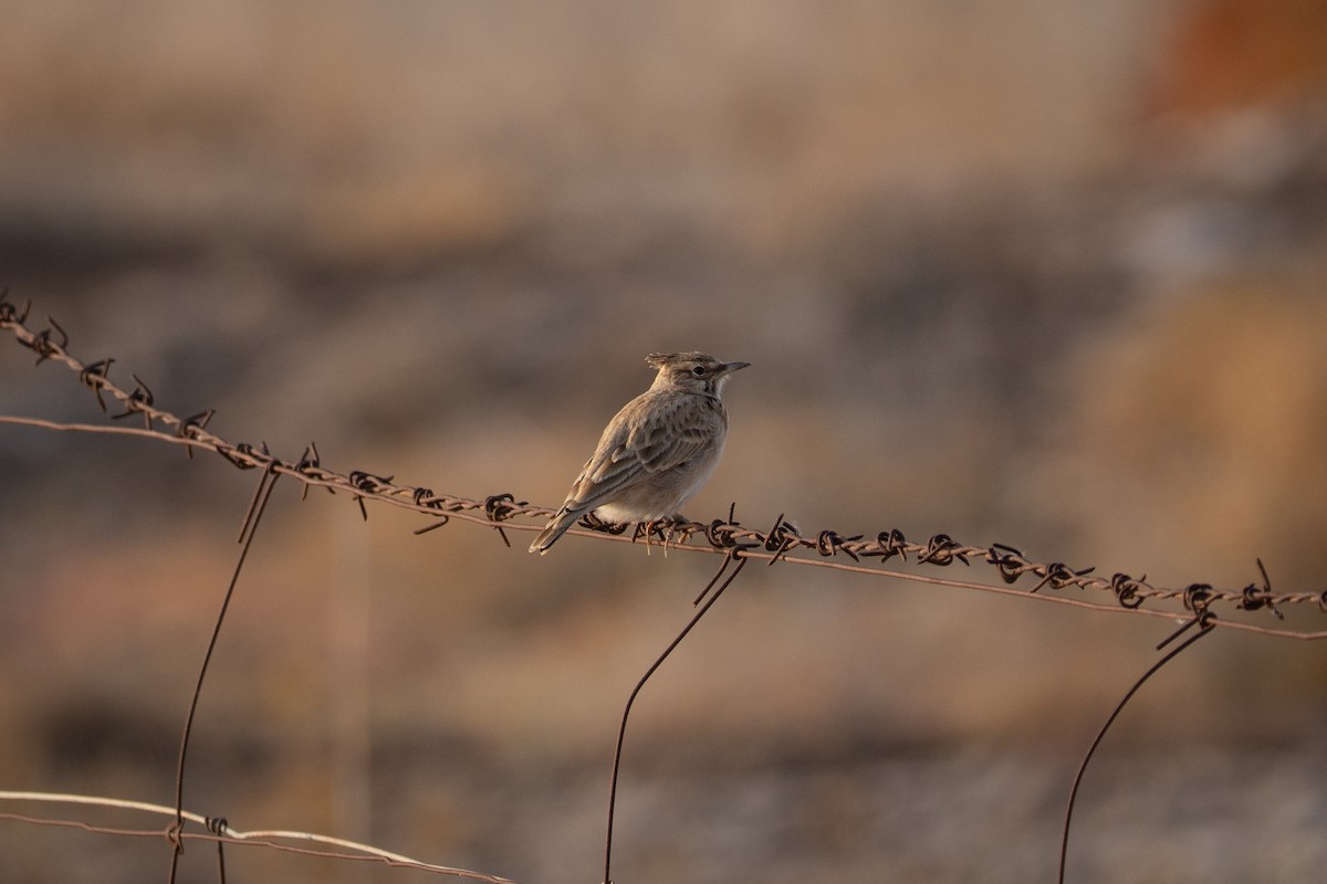 Crested Lark (Crested) - ML644796876