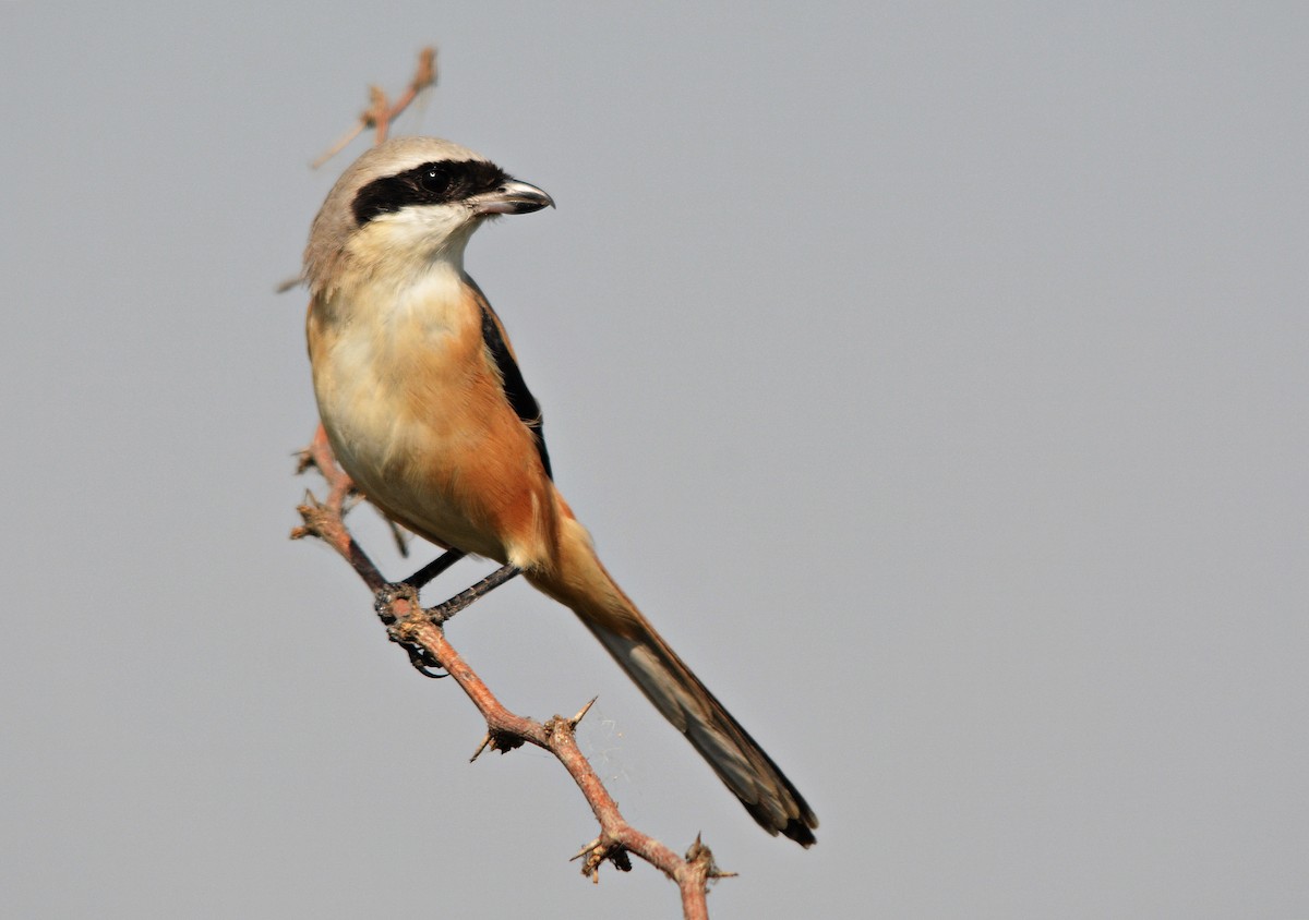 棕背伯勞 - ML644796878