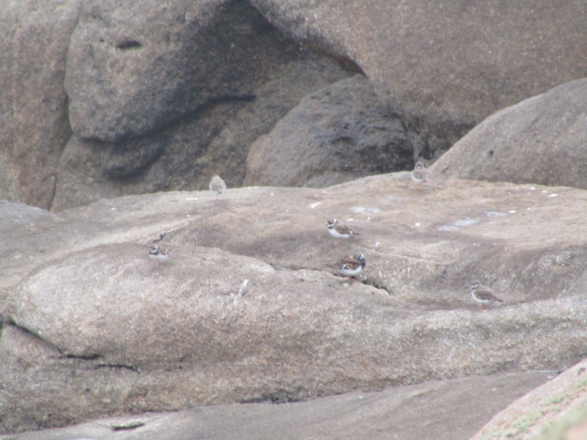 環頸鴴 - ML644796880