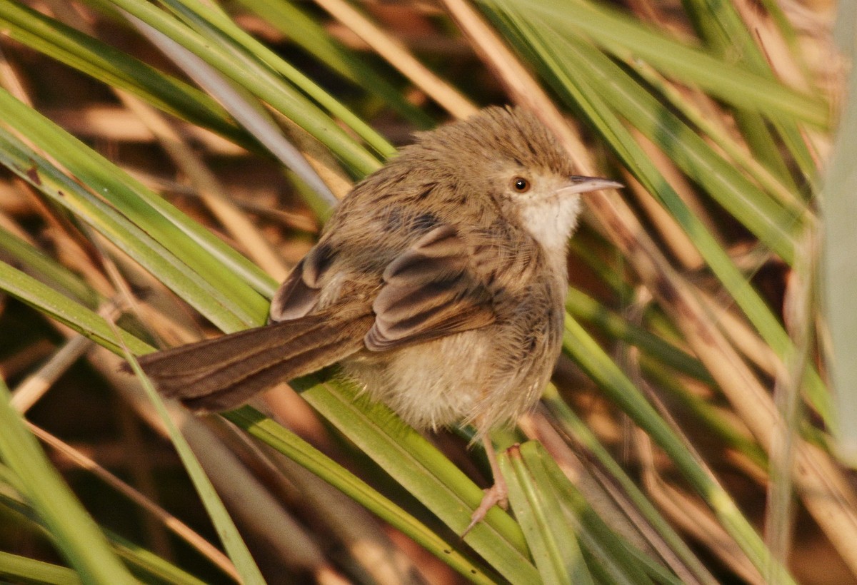 Delicate Prinia - ML644796893