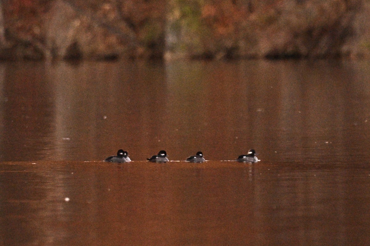 Bufflehead - ML644796897