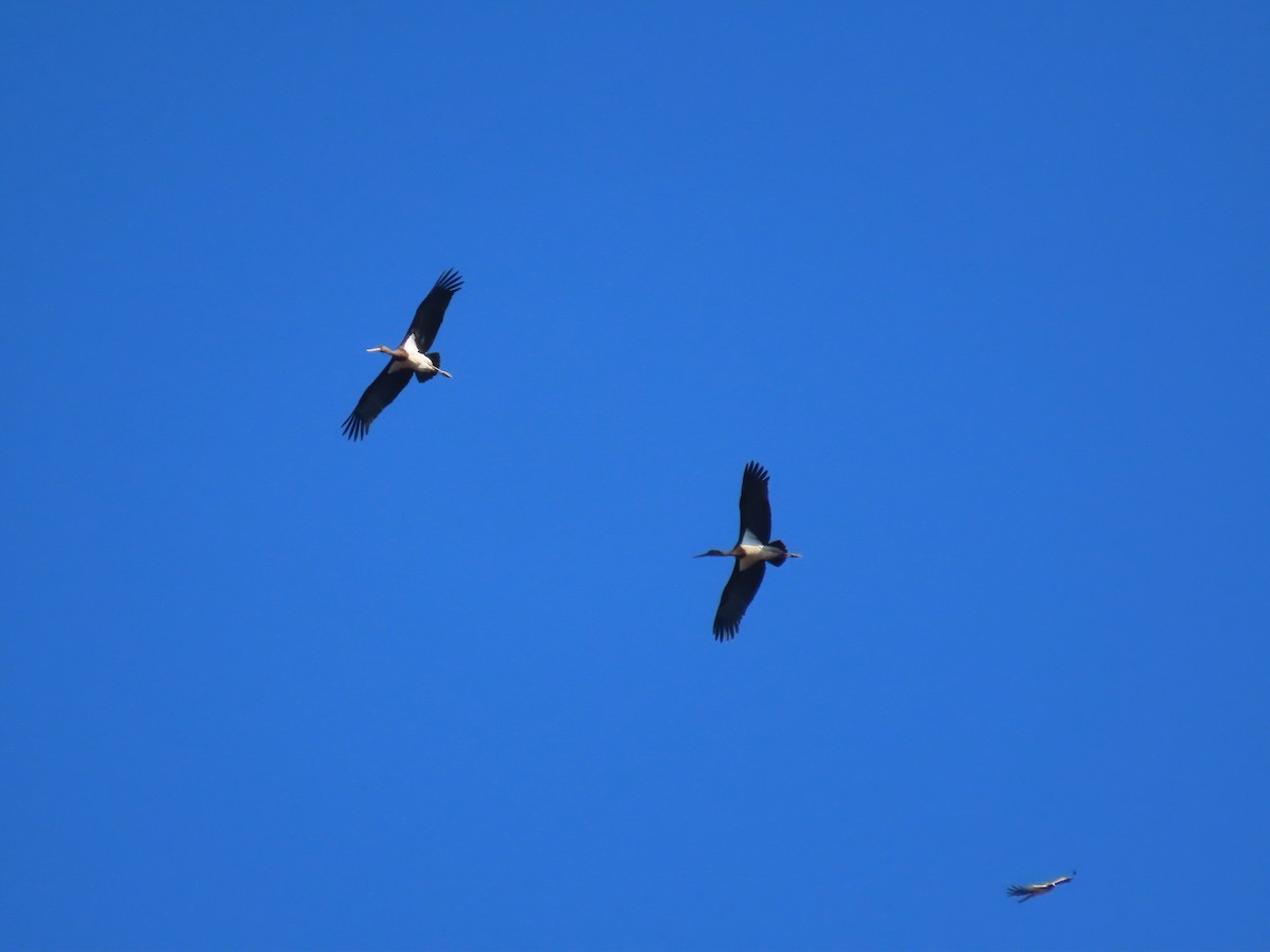 Black Stork - ML644796901