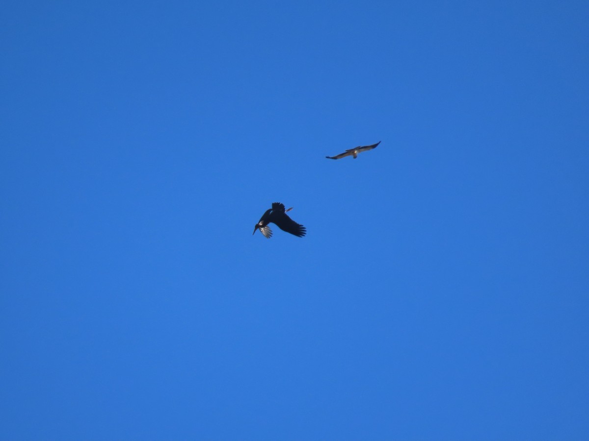 Black Stork - ML644796902