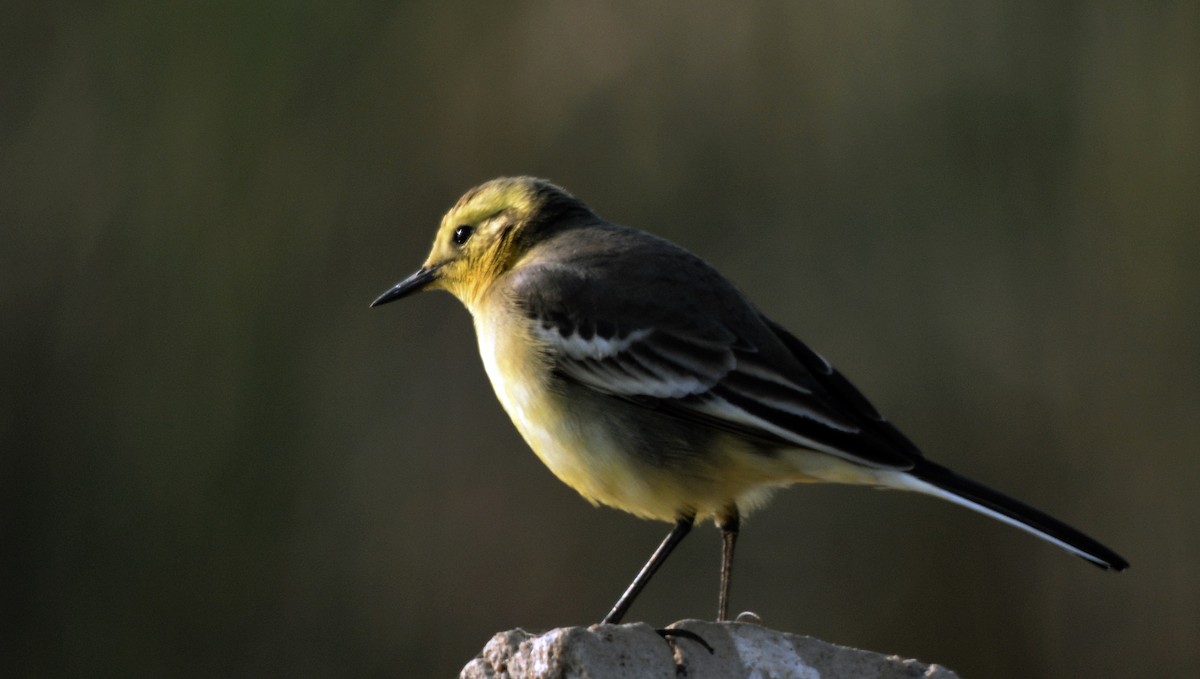 Citrine Wagtail - ML644796913