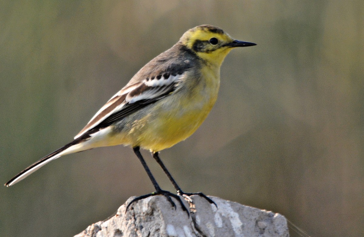Citrine Wagtail - ML644796914