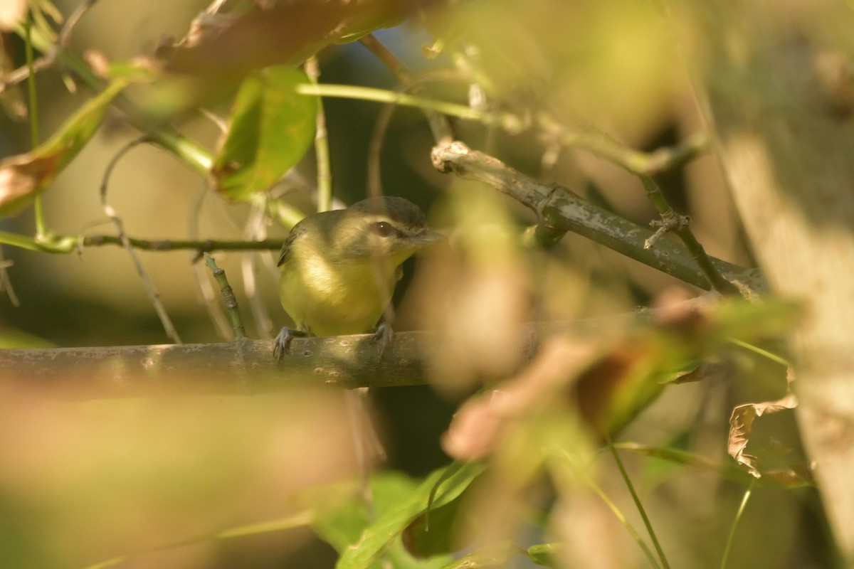 Philadelphia Vireo - ML644796915