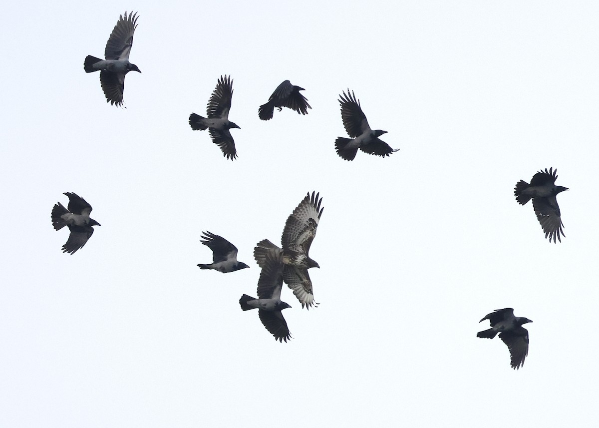 Common Buzzard - ML644796920