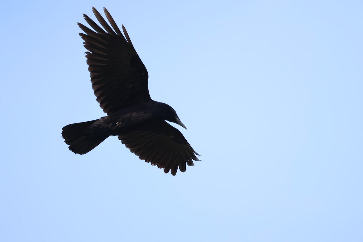 Ekin Kargası - ML644796926