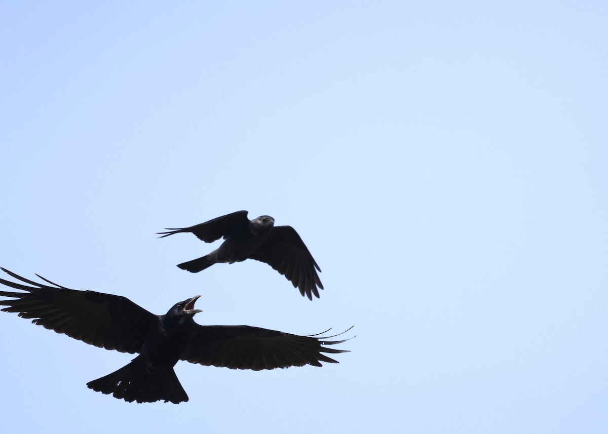 Ekin Kargası - ML644796929