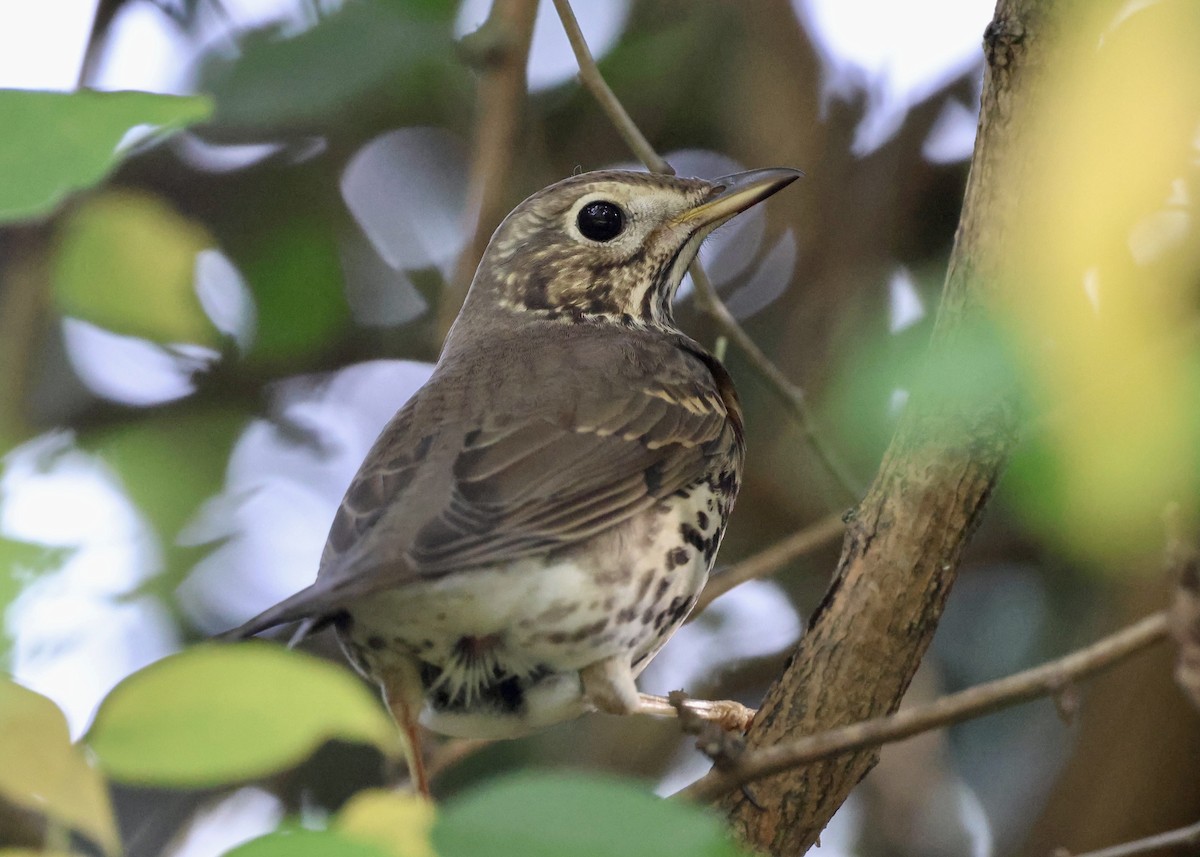 Song Thrush - ML644796930