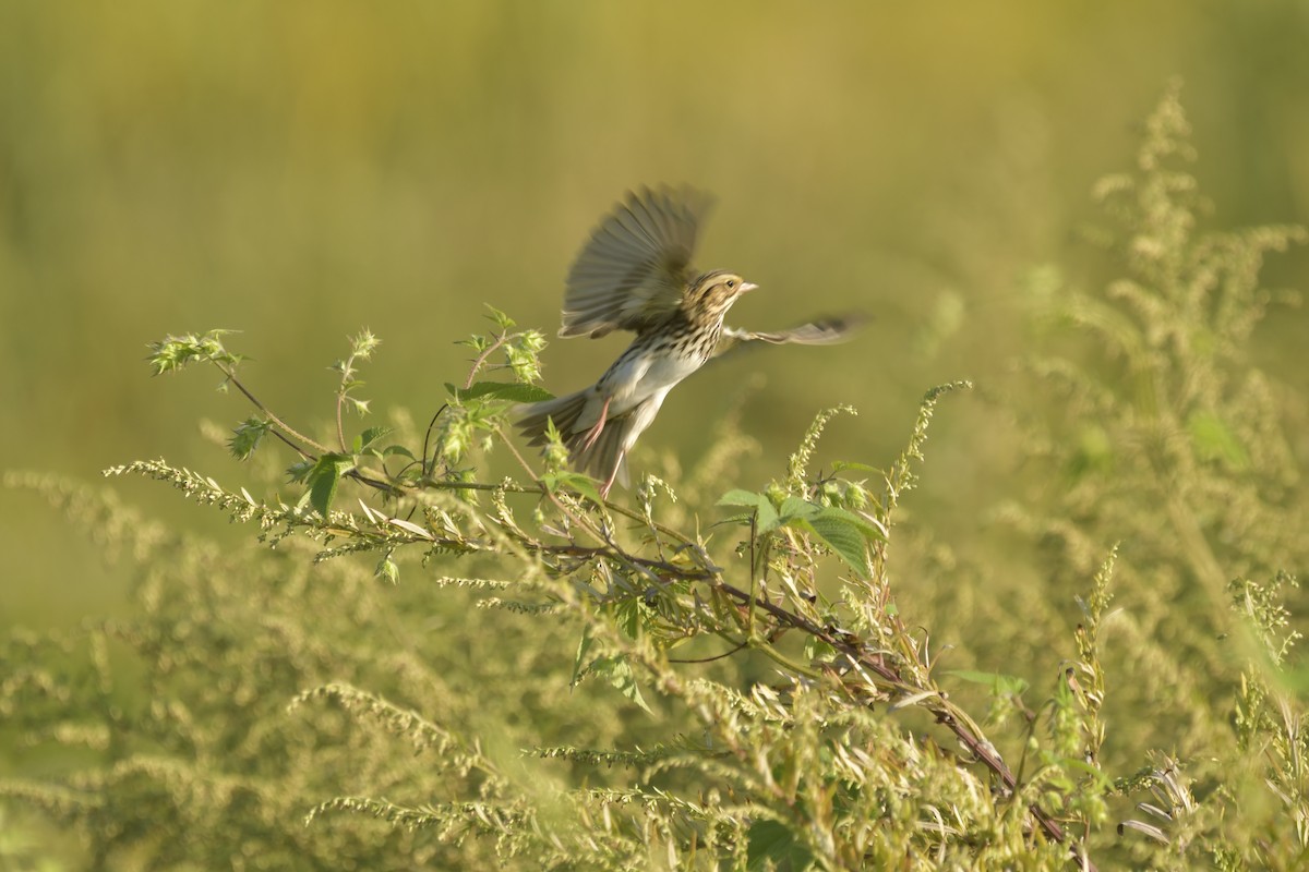 Savannah Sparrow - ML644796936