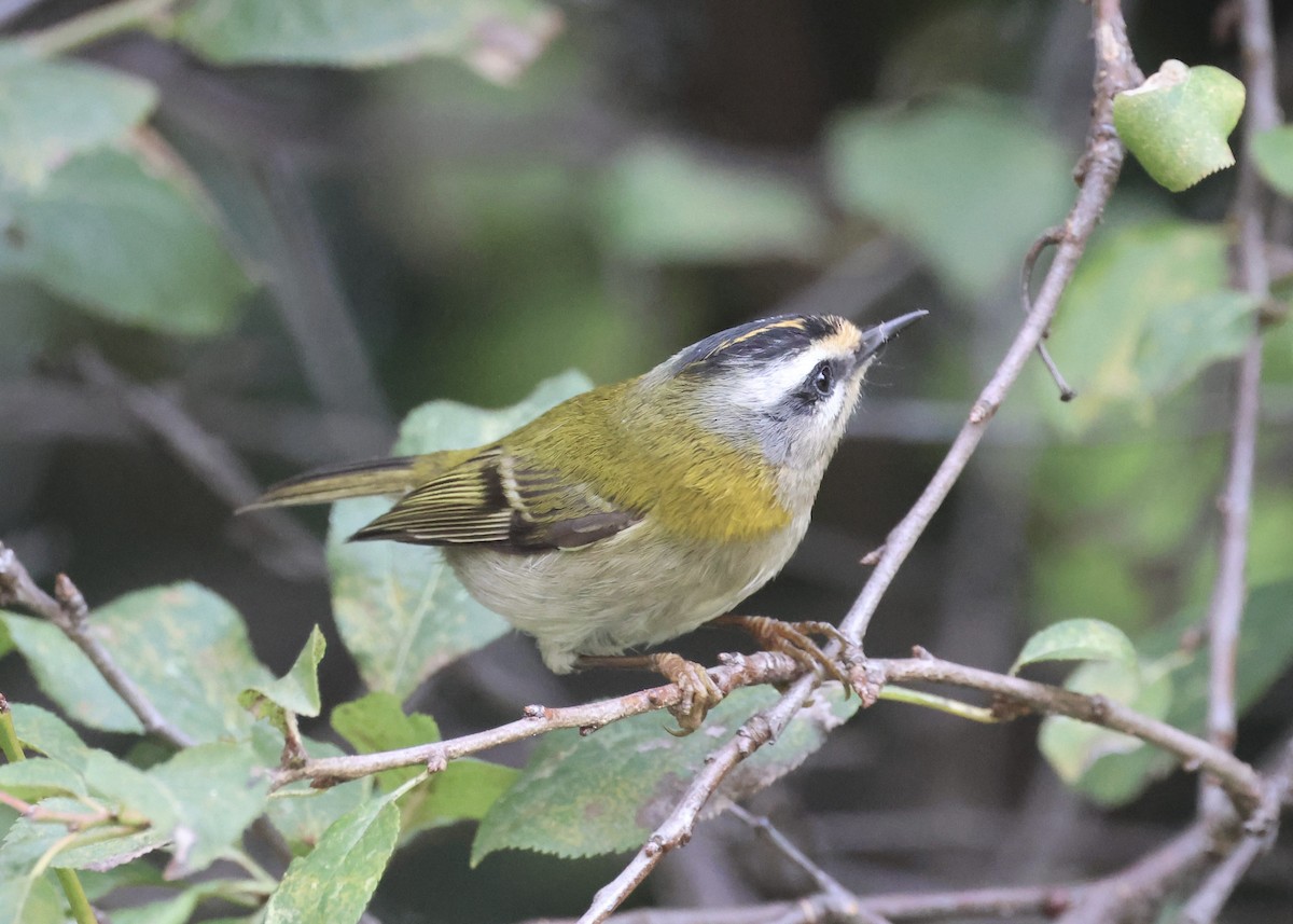 Common Firecrest - ML644796939