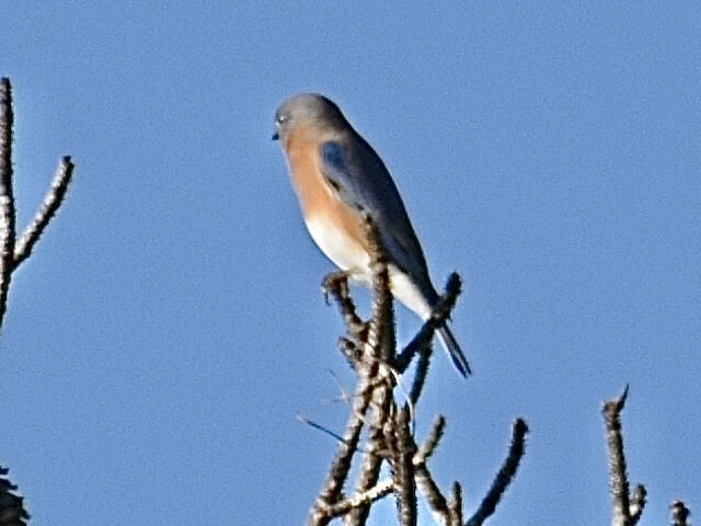 Eastern Bluebird - ML644796940