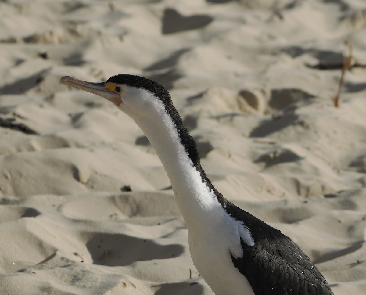 Pied Cormorant - ML644796947
