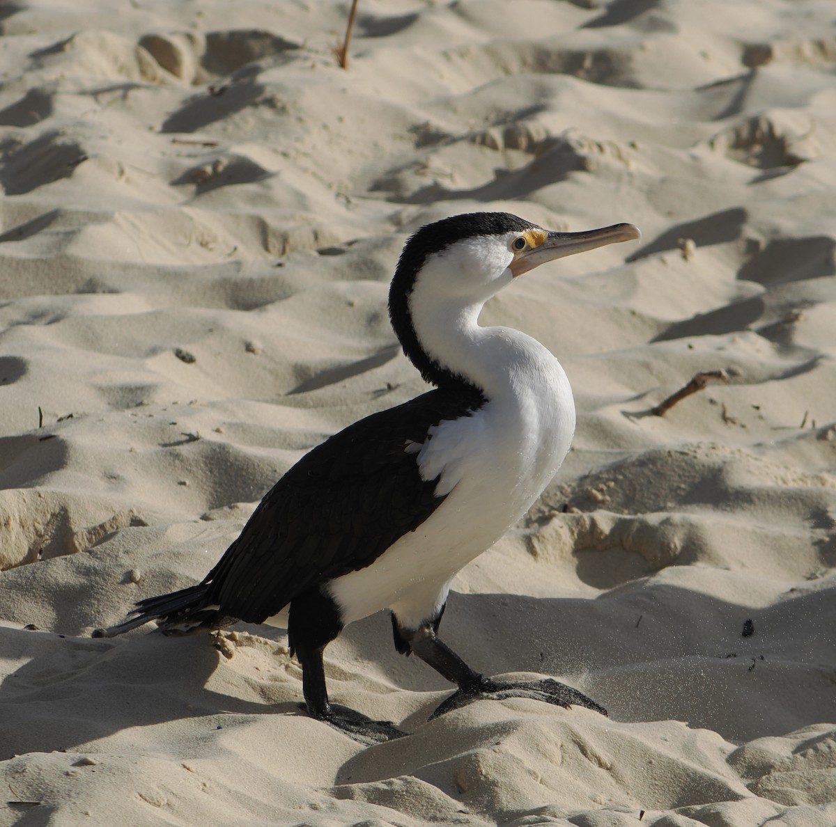 Pied Cormorant - ML644796948