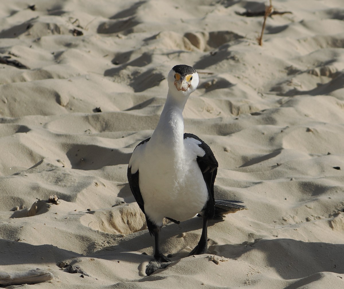 Pied Cormorant - ML644796949