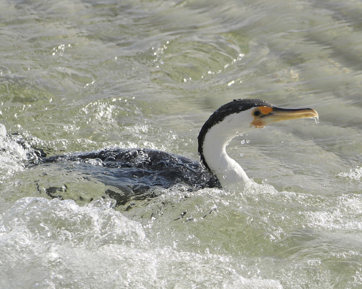 Pied Cormorant - ML644796950