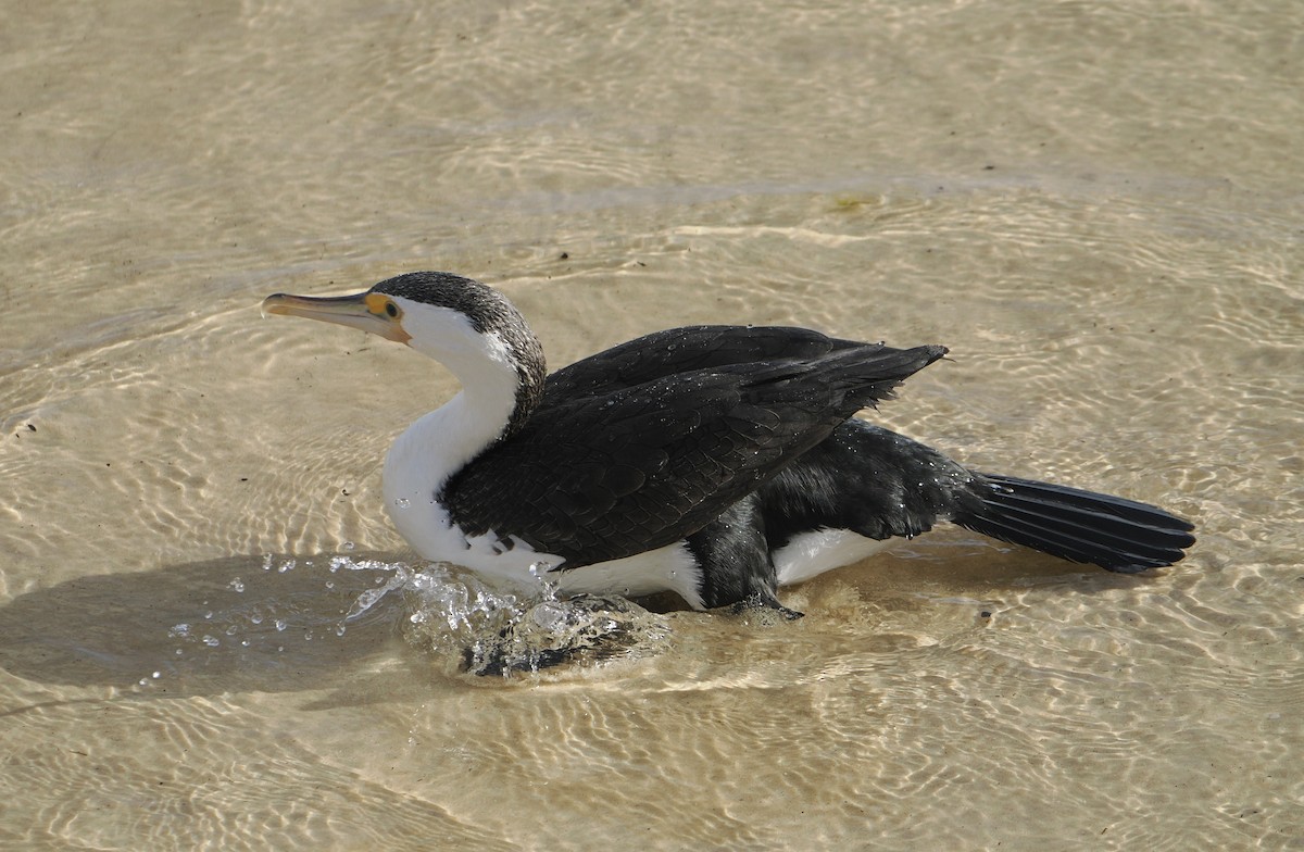 Pied Cormorant - ML644796951