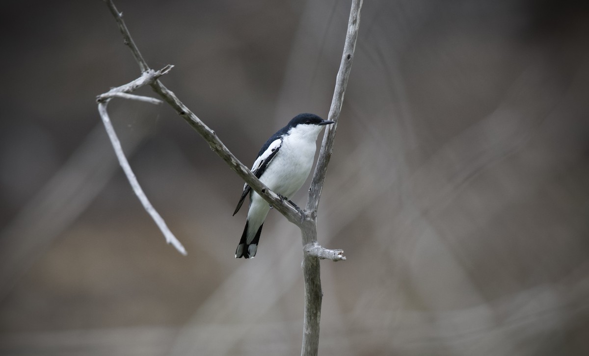 White-winged Triller - ML644796952