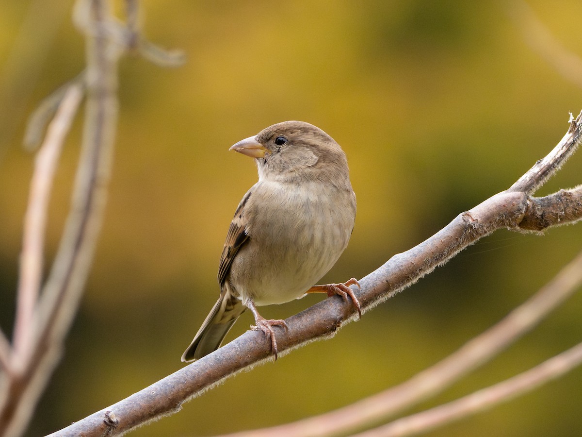 家麻雀 - ML644796953