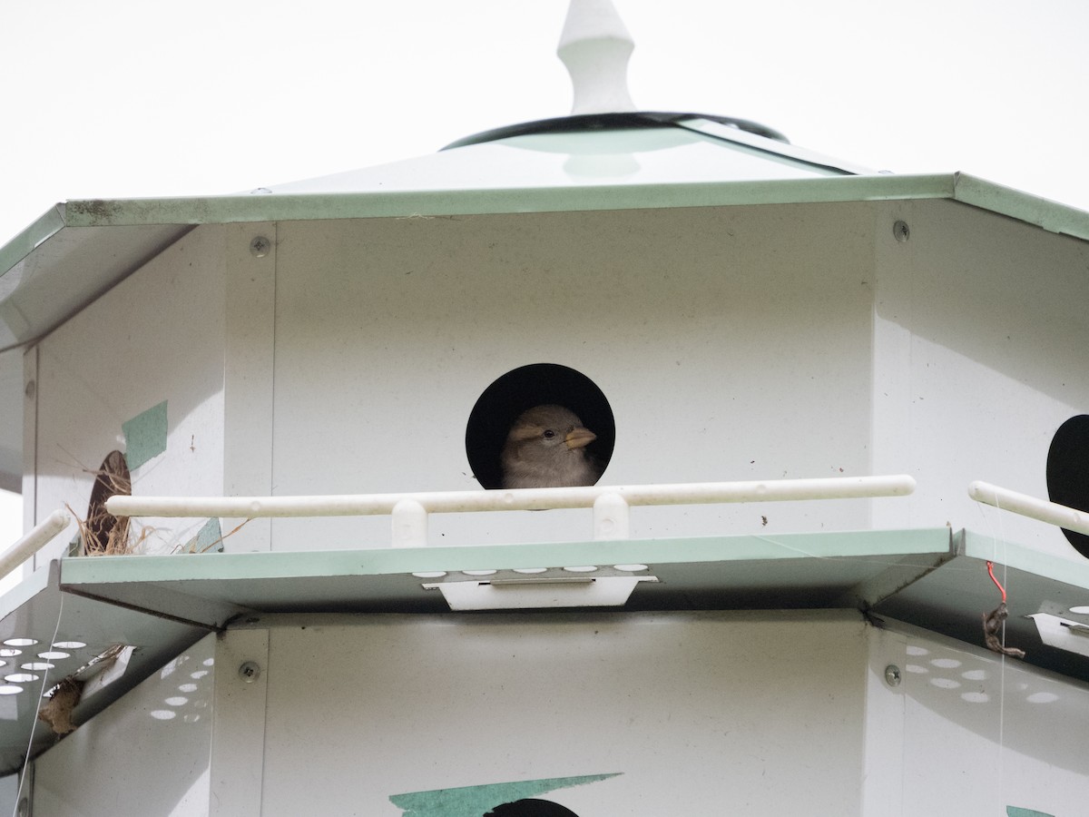 家麻雀 - ML644796954