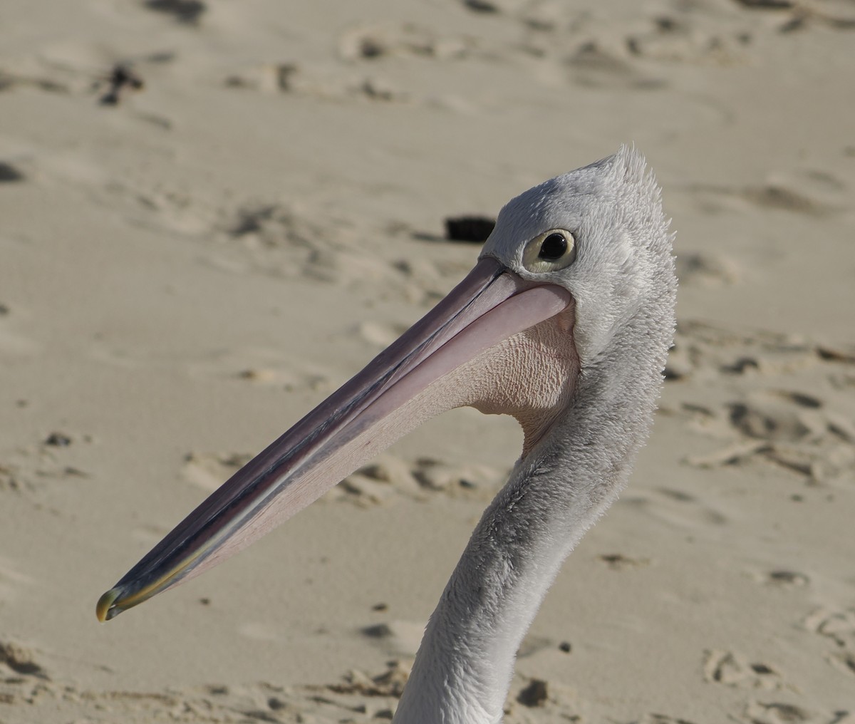 Australian Pelican - ML644796955