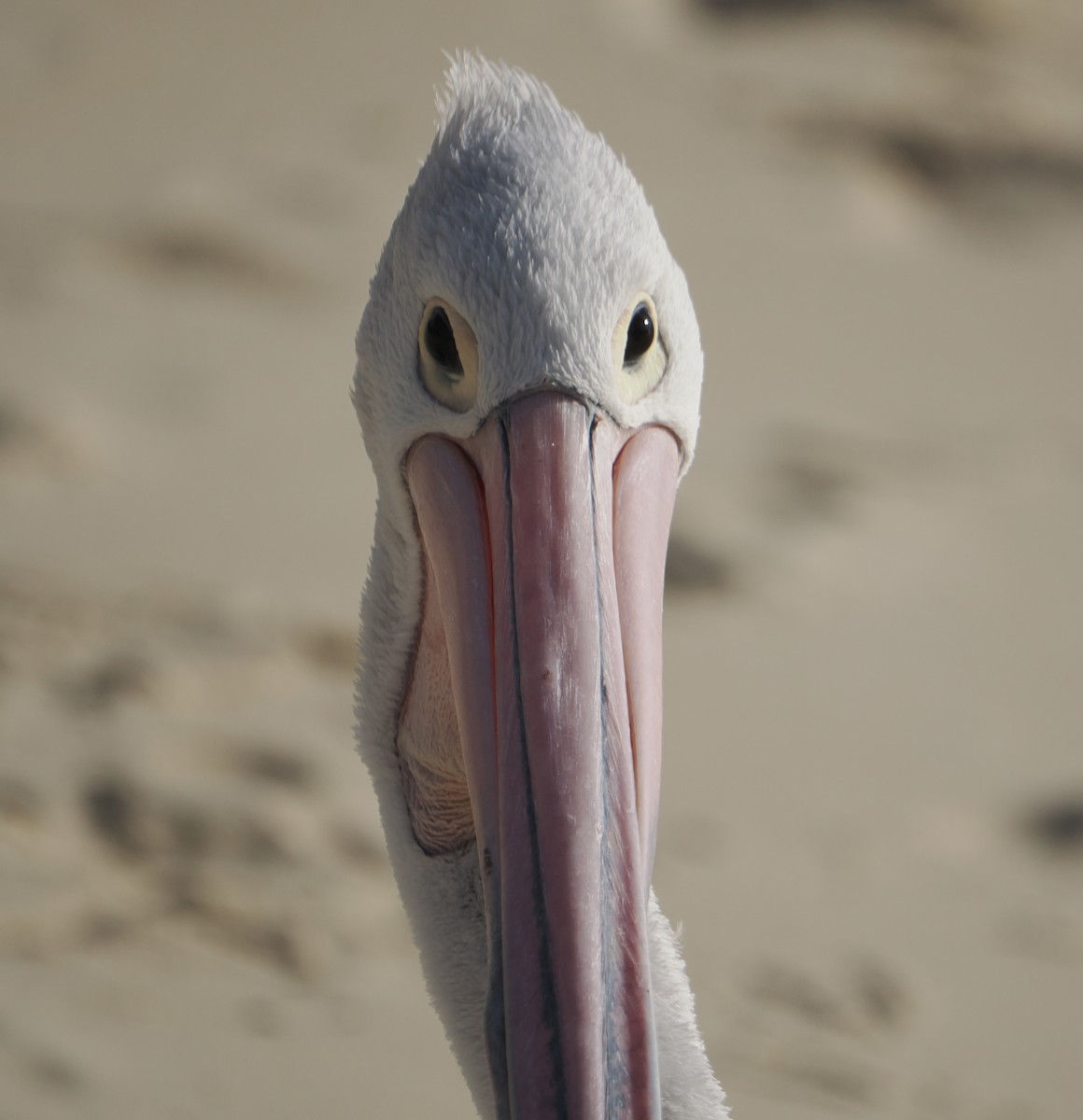 Australian Pelican - ML644796956