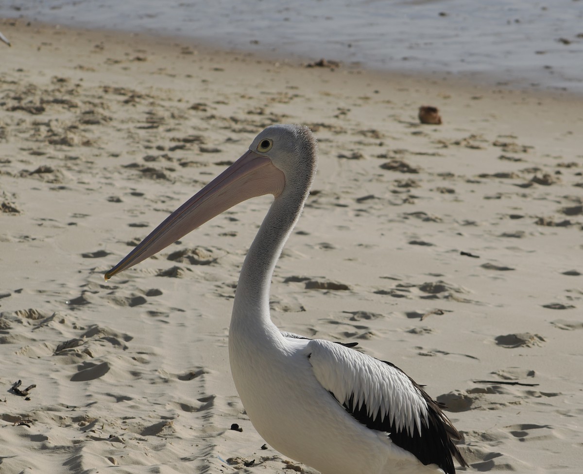 Australian Pelican - ML644796957