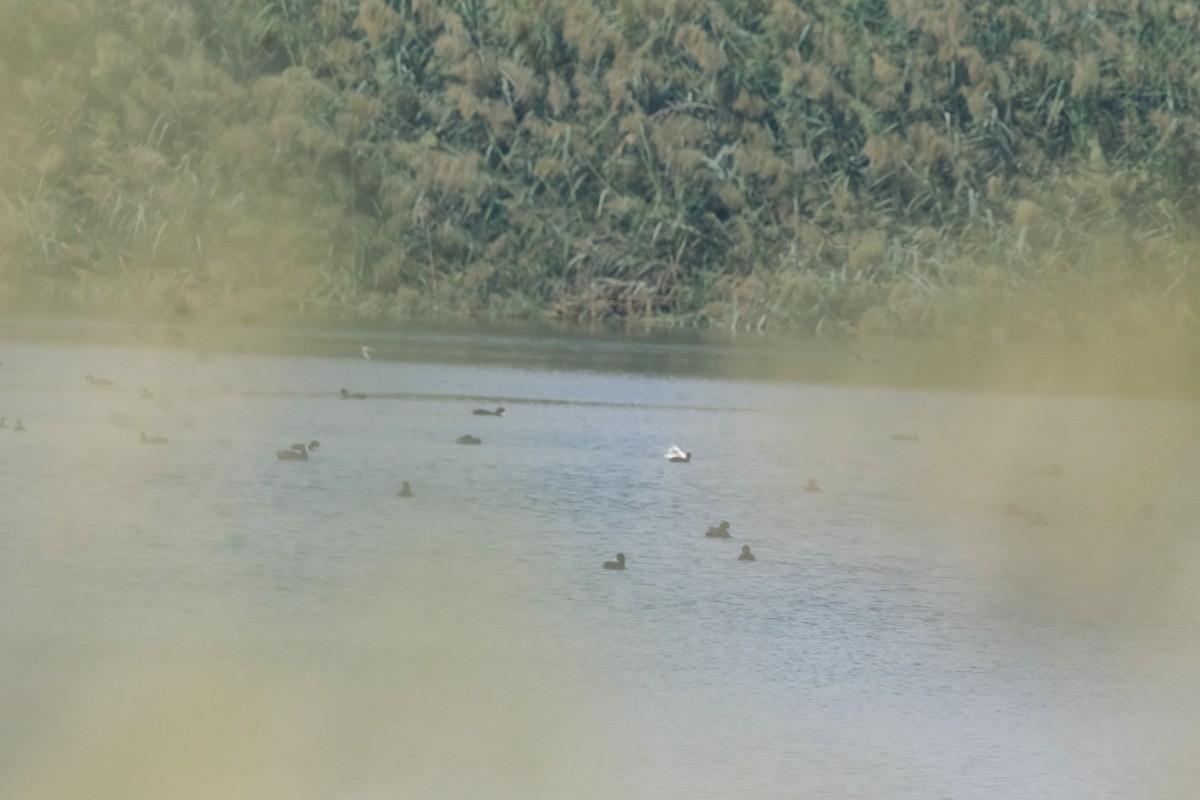 冠鸊鷉 - ML644796958