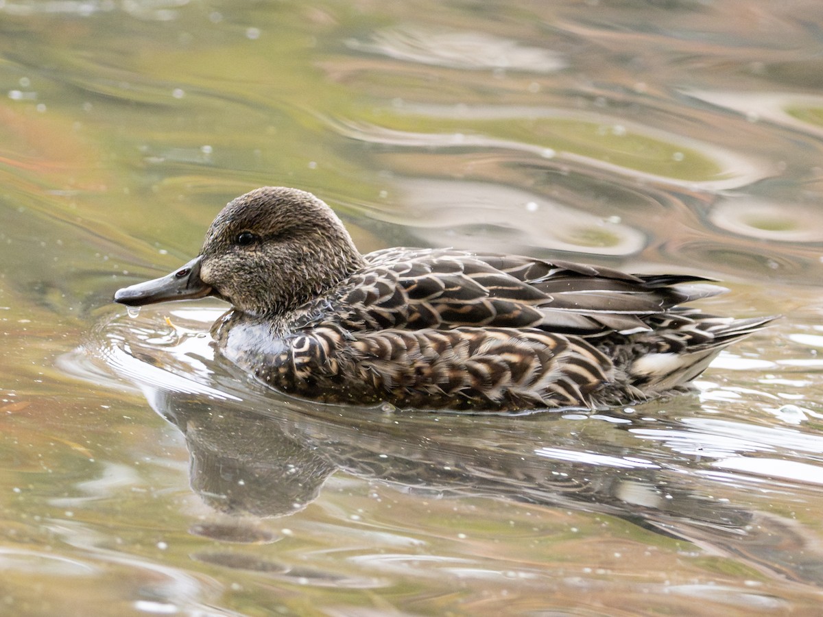 小水鴨 - ML644796959