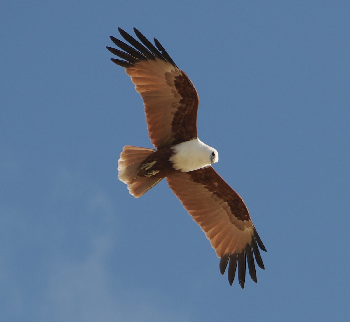 栗鳶 - ML644796960