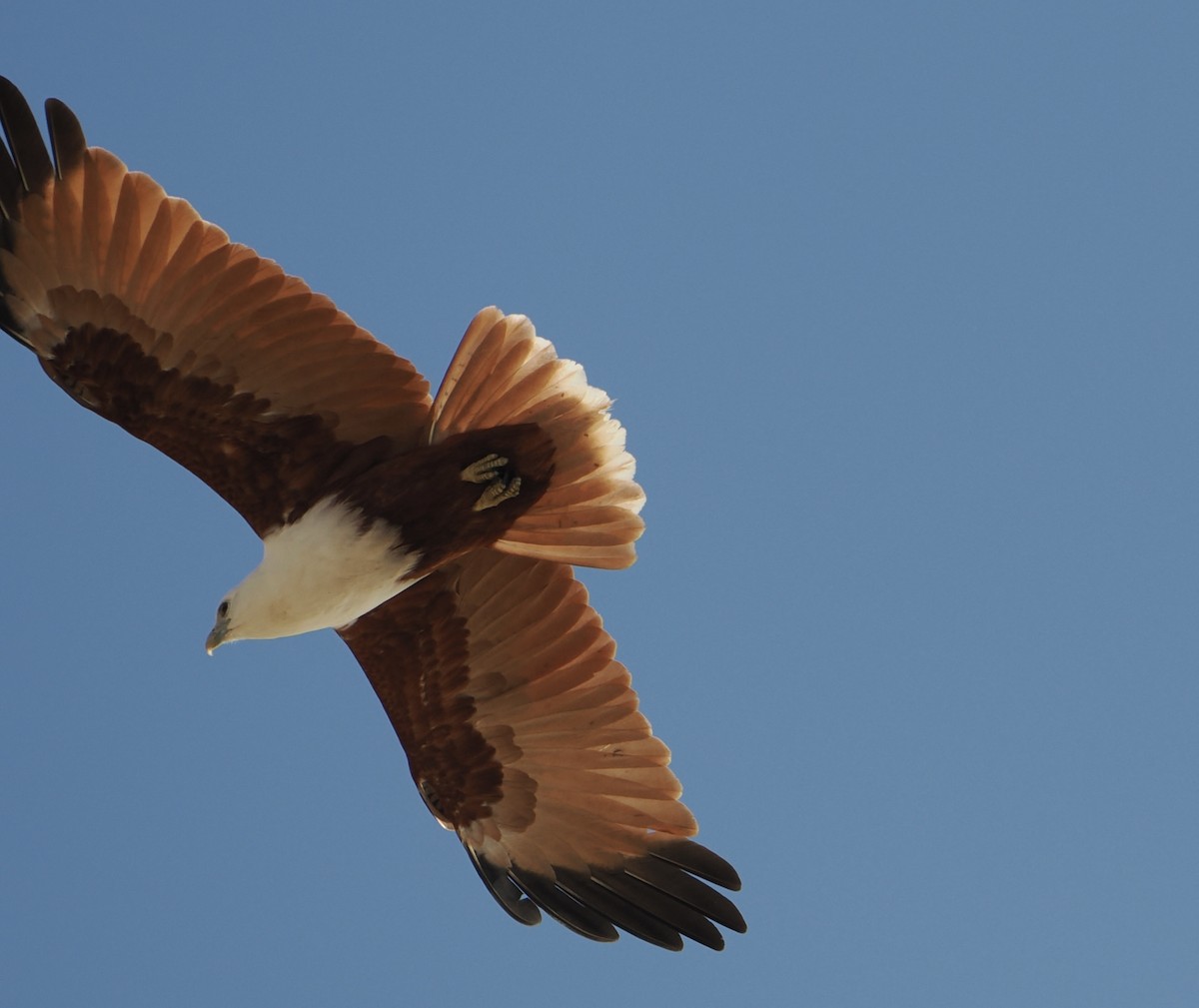 栗鳶 - ML644796961