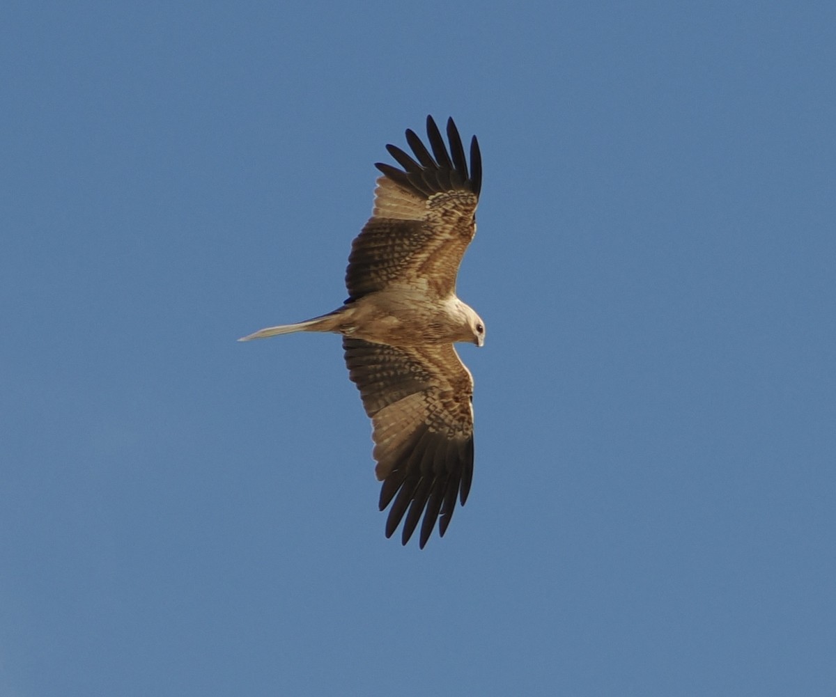 Whistling Kite - ML644796963