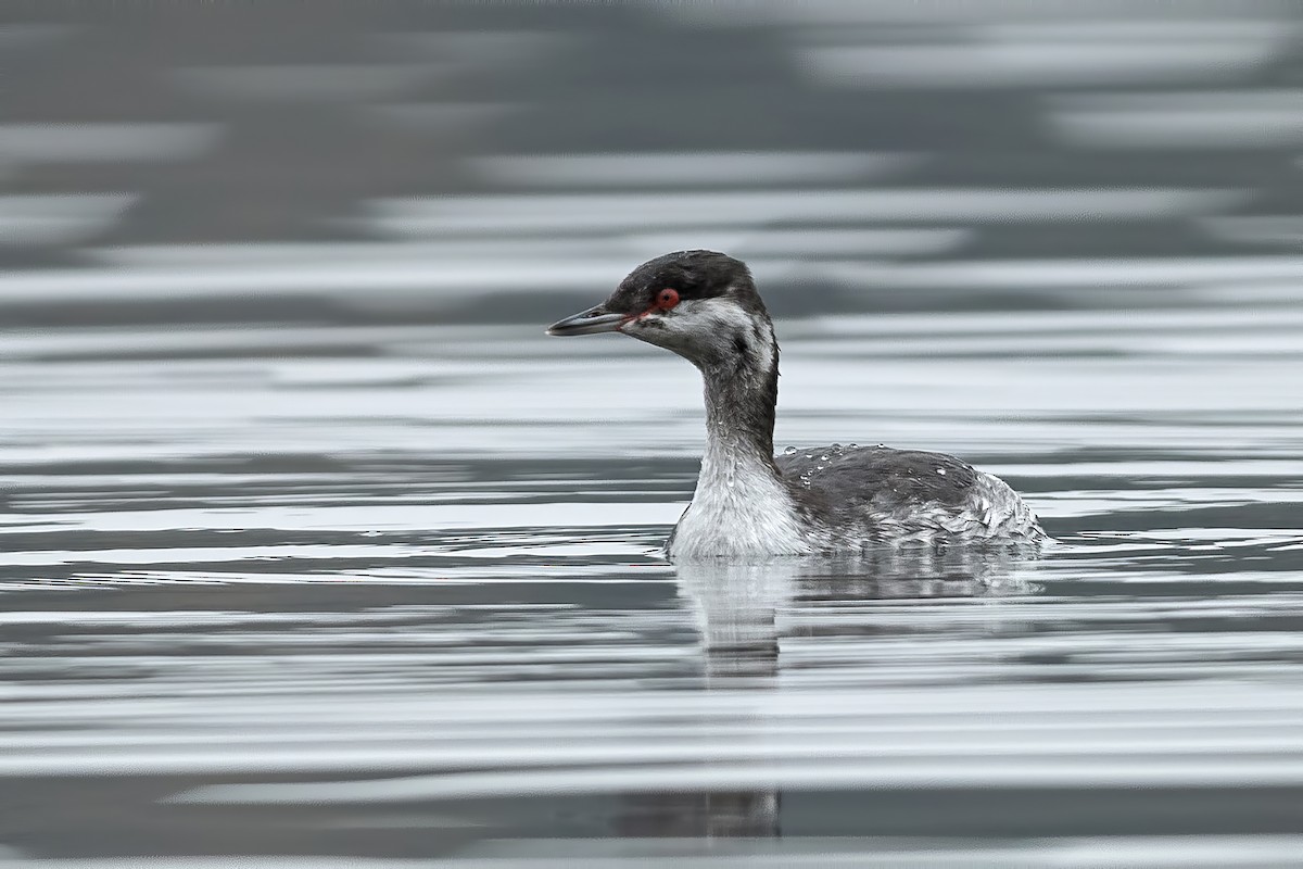 角鸊鷉 - ML644796964