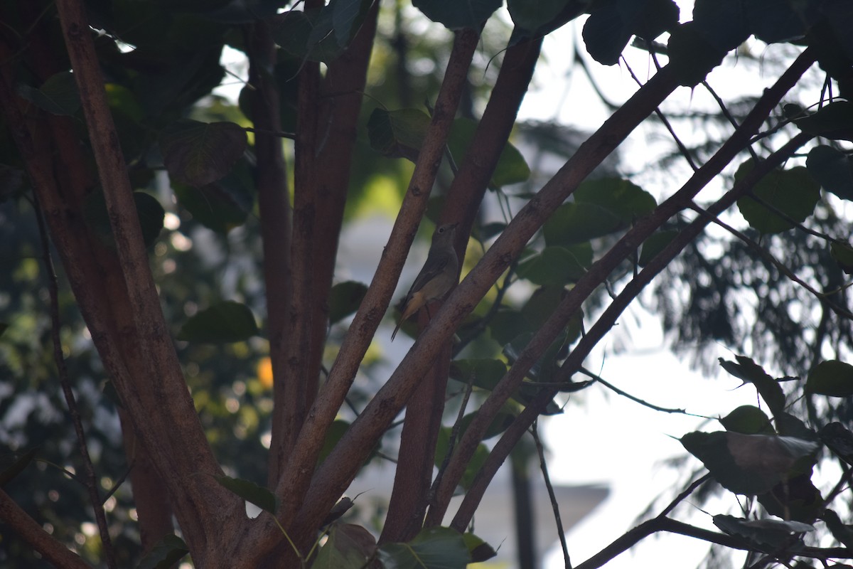 Hodgson's Redstart - ML644796965