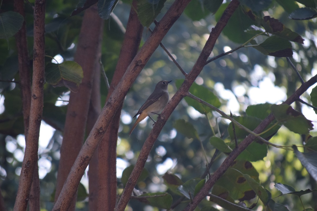 Hodgson's Redstart - ML644796966