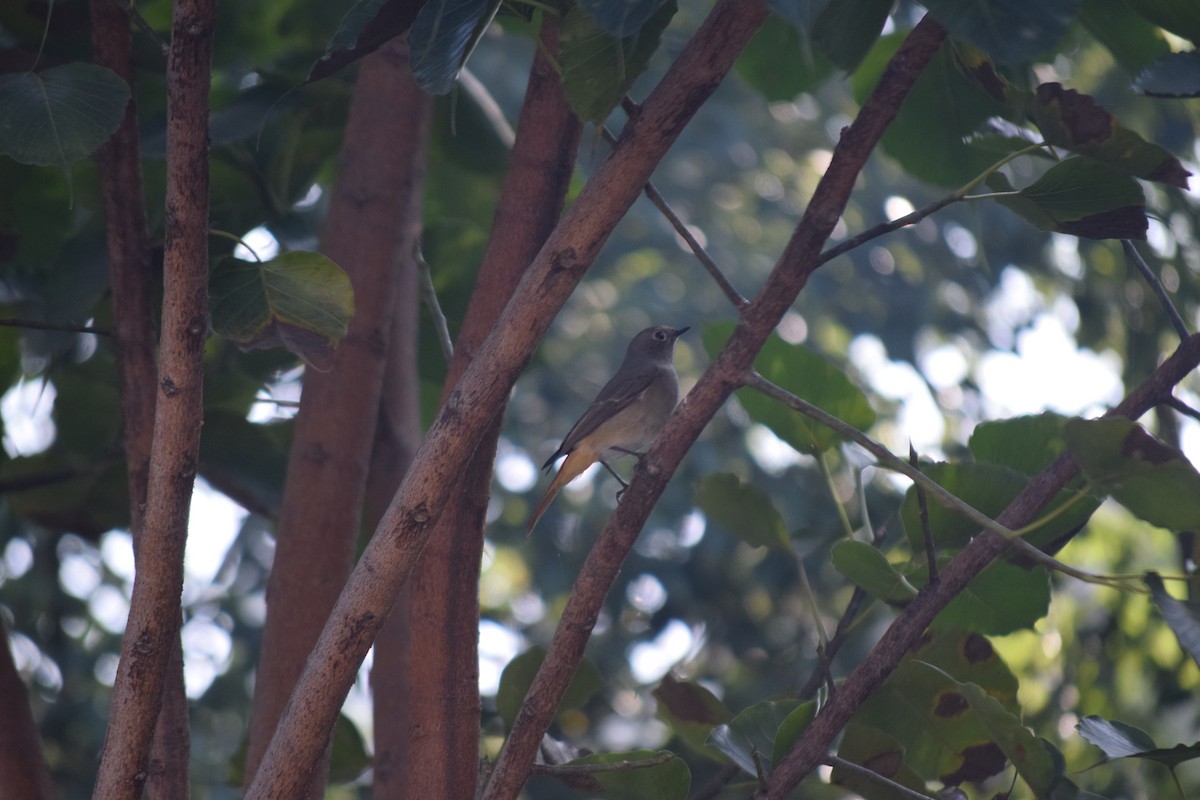 Hodgson's Redstart - ML644796967