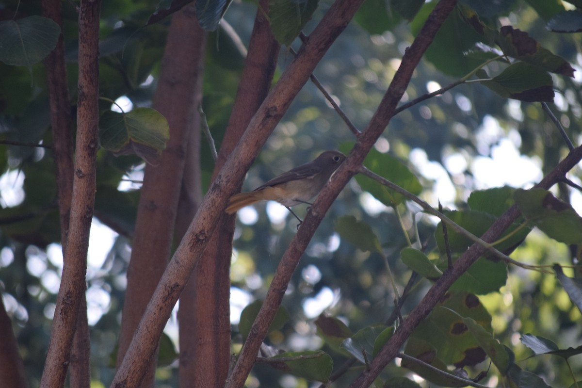 Hodgson's Redstart - ML644796968