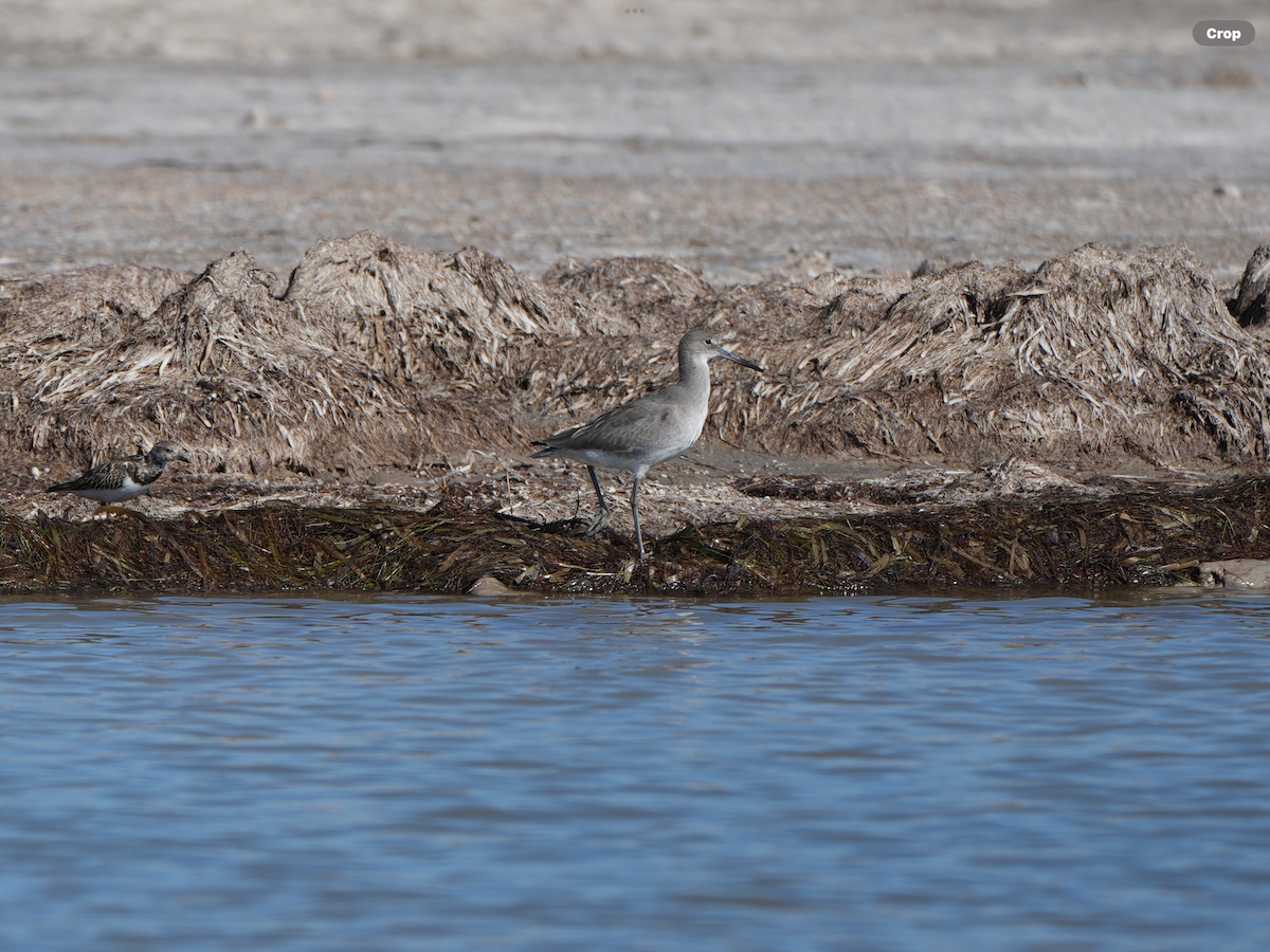 Willet (Western) - ML644796969