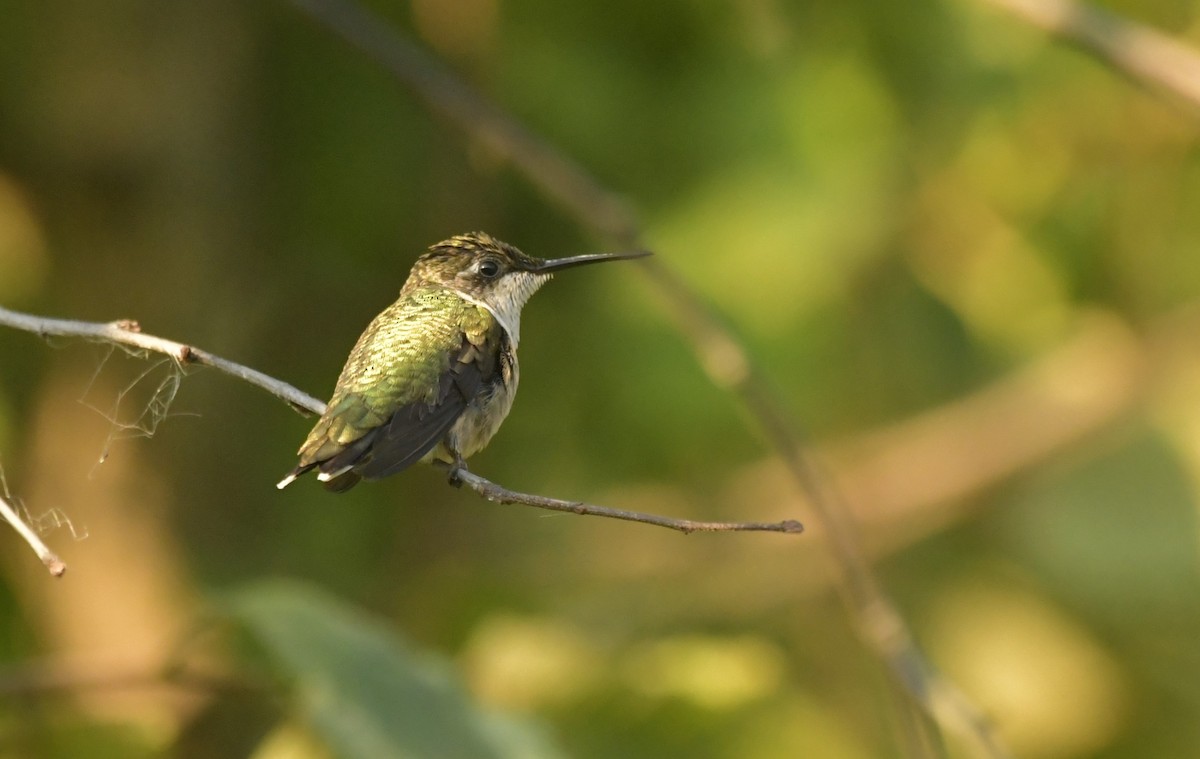 Ruby-throated Hummingbird - ML644796970