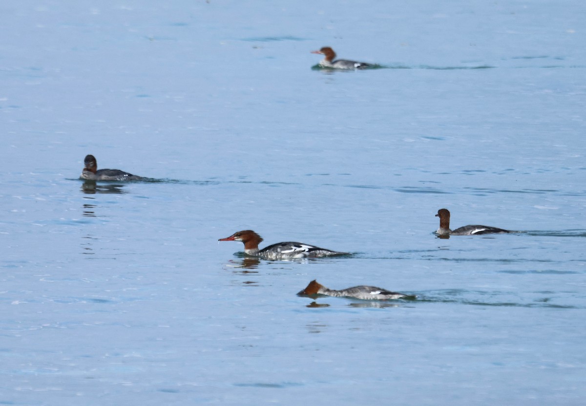 川秋沙 - ML644796971